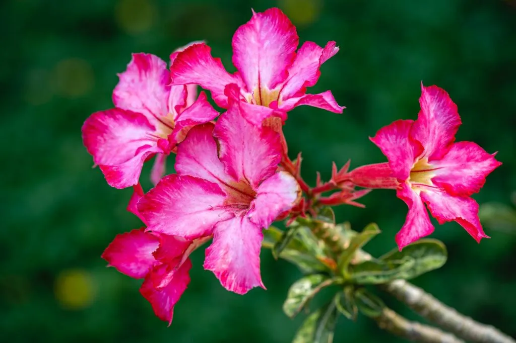 13 Tanaman Hias Bunga Outdoor untuk Halaman Teras Rumah 6 Adenium Tanaman Hias Bunga Outdoor