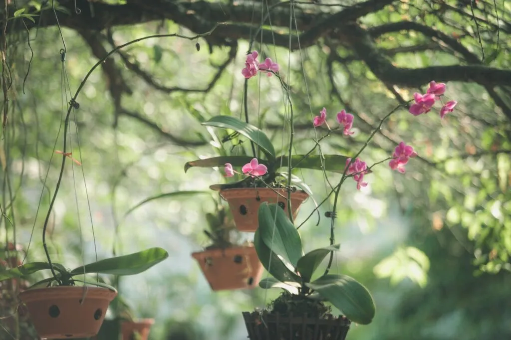 13 Tanaman Hias Bunga Outdoor untuk Halaman Teras Rumah 7 Anggrek