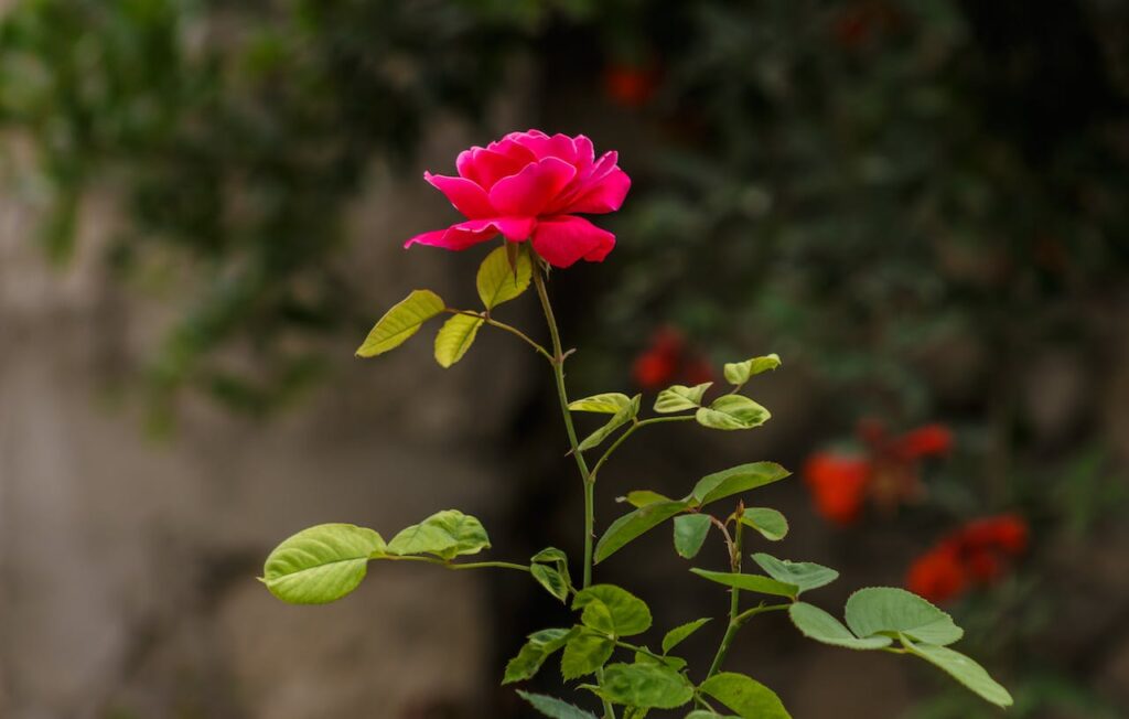 Bunga Mawar