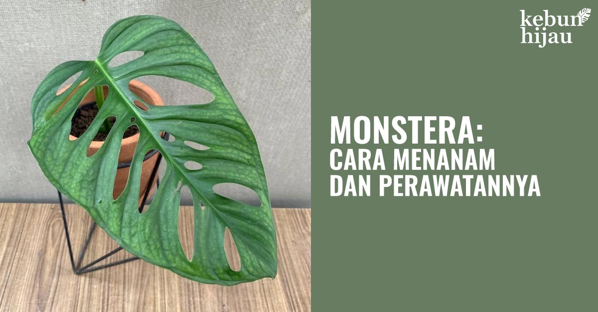 You are currently viewing Monstera: Cara Menanam & Perawatan Dasarnya