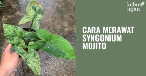 Read more about the article Cara Merawat Syngonium Mojito untuk Pemula