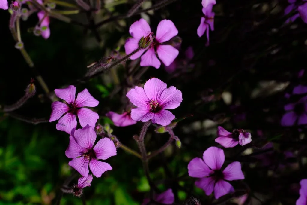 13 Tanaman Hias Bunga Outdoor untuk Halaman Teras Rumah 3 Geranium