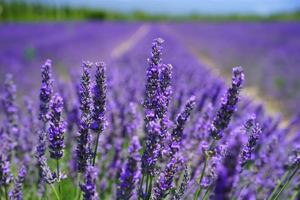 13 Tanaman Hias Bunga Outdoor untuk Halaman Teras Rumah 5 Bunga Lavender