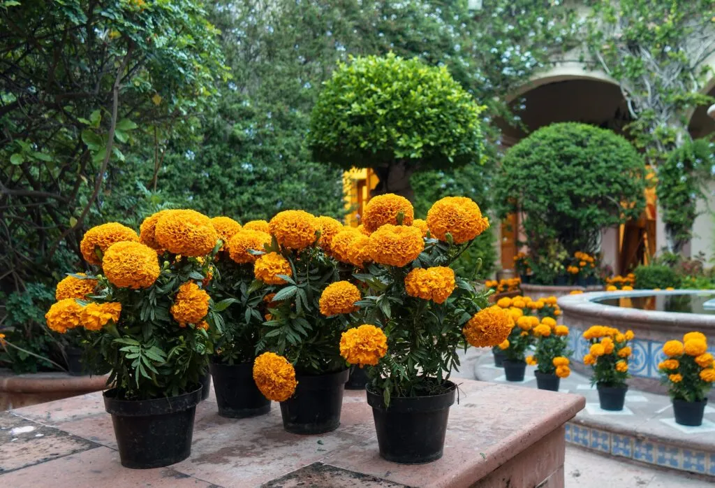 13 Tanaman Hias Bunga Outdoor untuk Halaman Teras Rumah 2 Marigold - Tanaman Hias Bunga Outdoor
