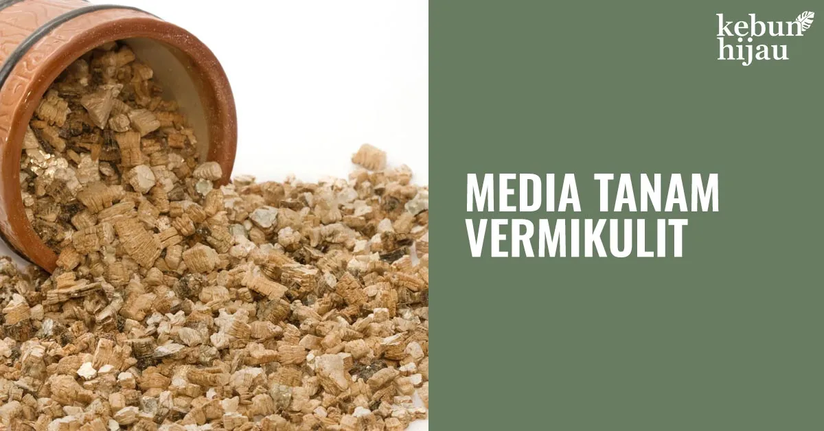 Media Tanam Vermikulit