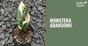 Read more about the article Cara Merawat Monstera Adansonii