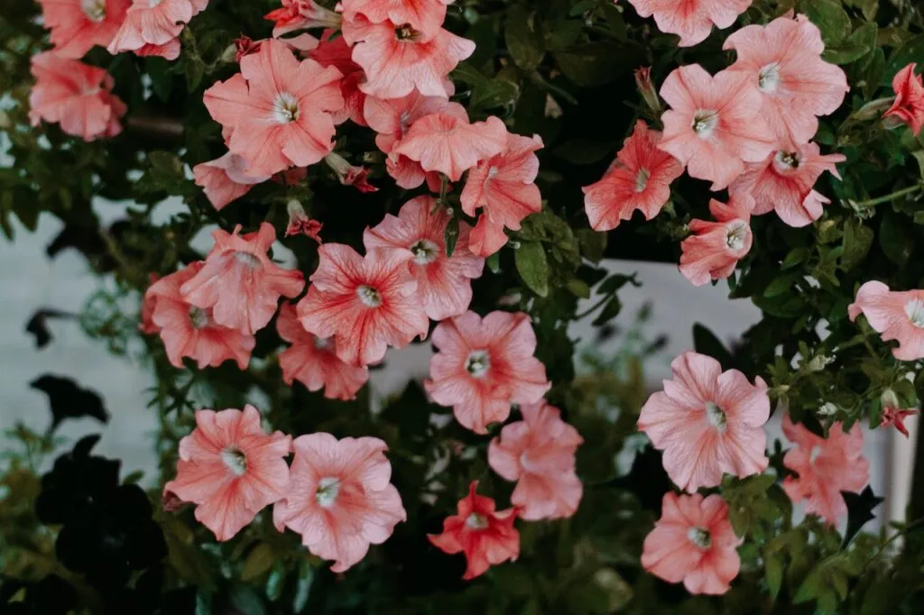 13 Tanaman Hias Bunga Outdoor untuk Halaman Teras Rumah 4 Petunia