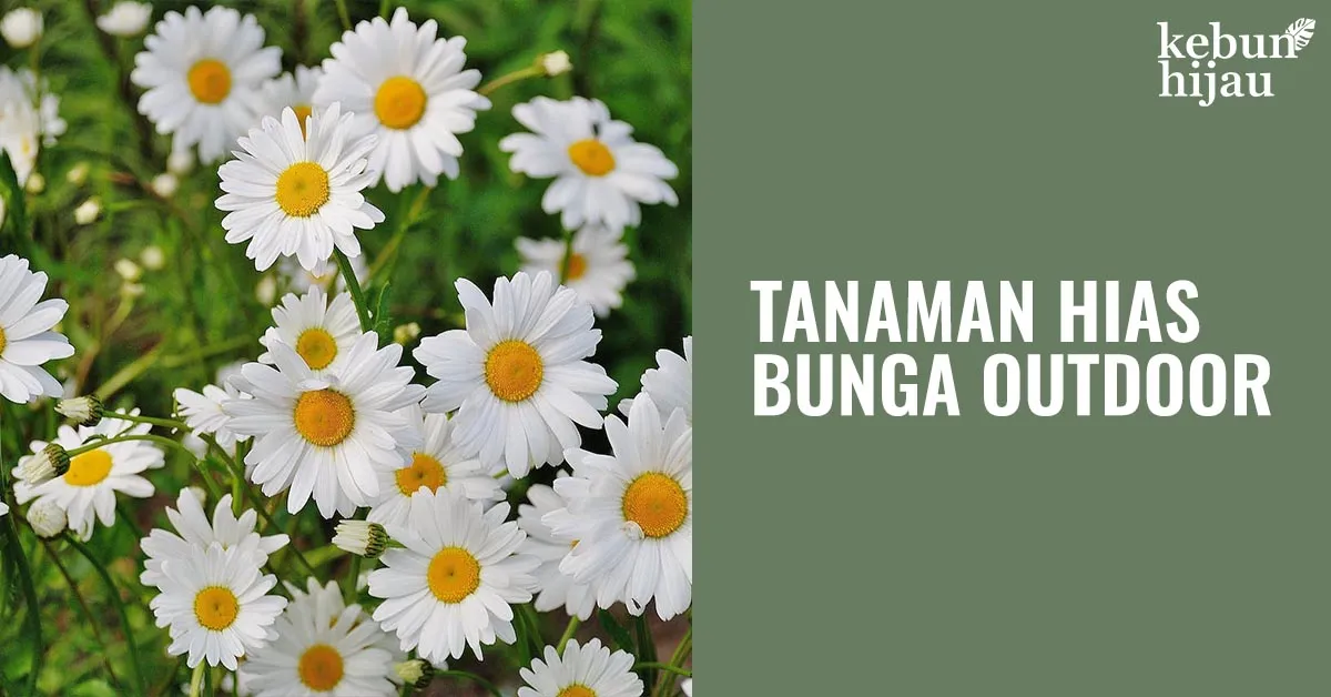Tanaman Hias Bunga Outdoor