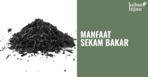 Read more about the article Manfaat Sekam Bakar untuk Pertumbuhan Tanaman