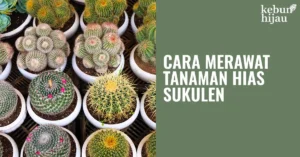 Read more about the article Tips Merawat Tanaman Hias Sukulen Agar Tidak Mati
