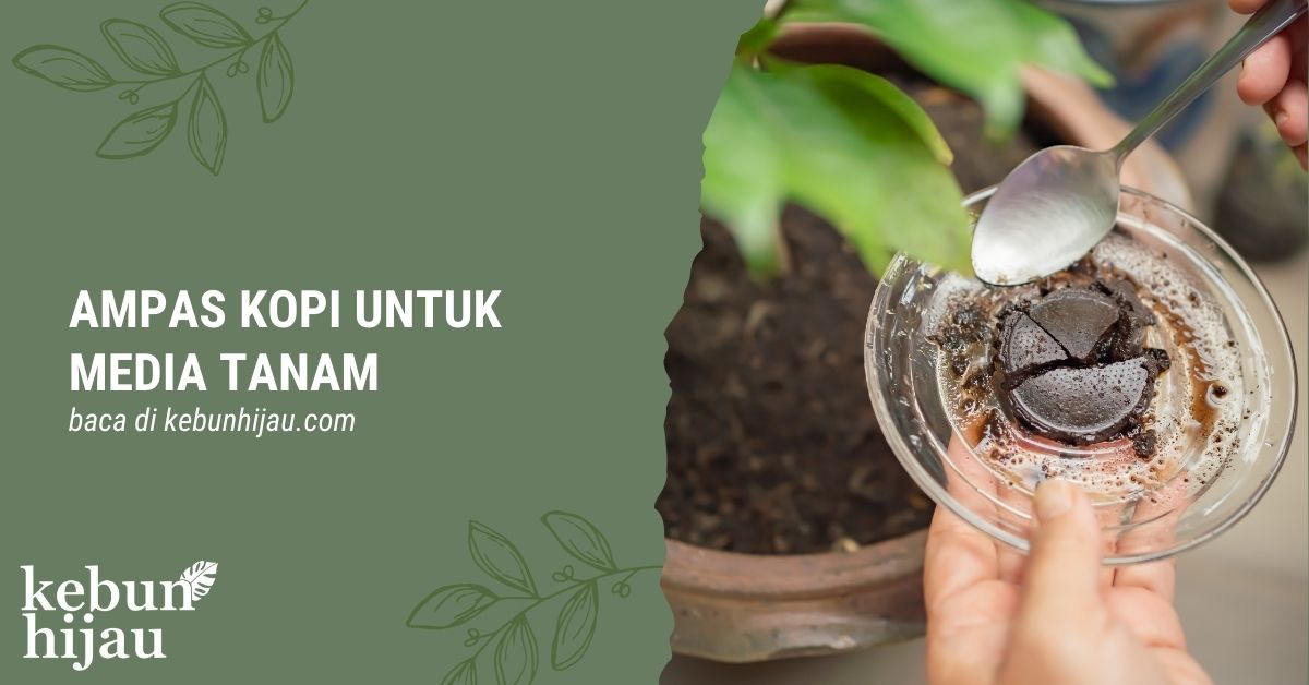 Cara Memanfaatkan Ampas Kopi untuk Media Tanam 1 You are currently viewing Cara Memanfaatkan Ampas Kopi untuk Media Tanam