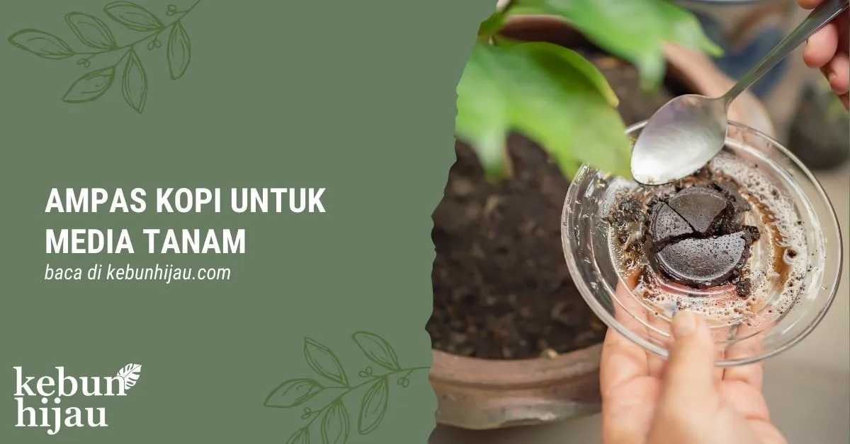 Cara Memanfaatkan Ampas Kopi untuk Media Tanam 1 Ampas Kopi untuk Media Tanam