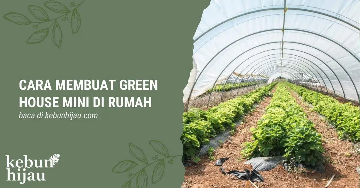 You are currently viewing Cara Membuat Green House Mini di Rumah