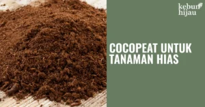 Read more about the article Manfaat dan Cara Menggunakan Cocopeat untuk Tanaman Hias