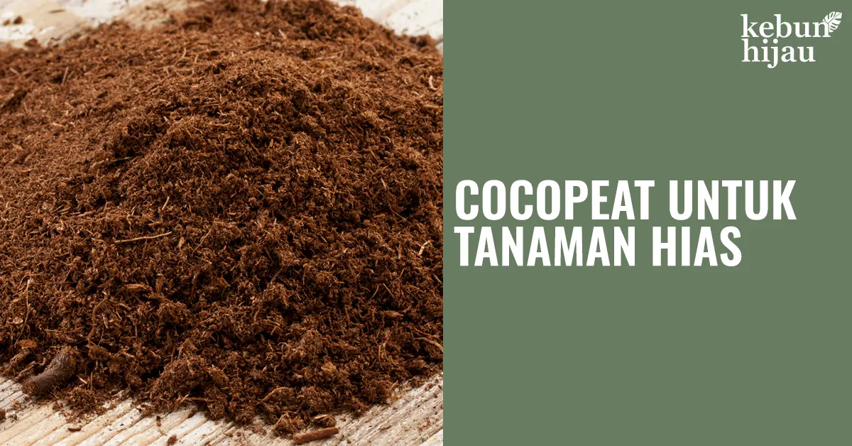 You are currently viewing Manfaat dan Cara Menggunakan Cocopeat untuk Tanaman Hias