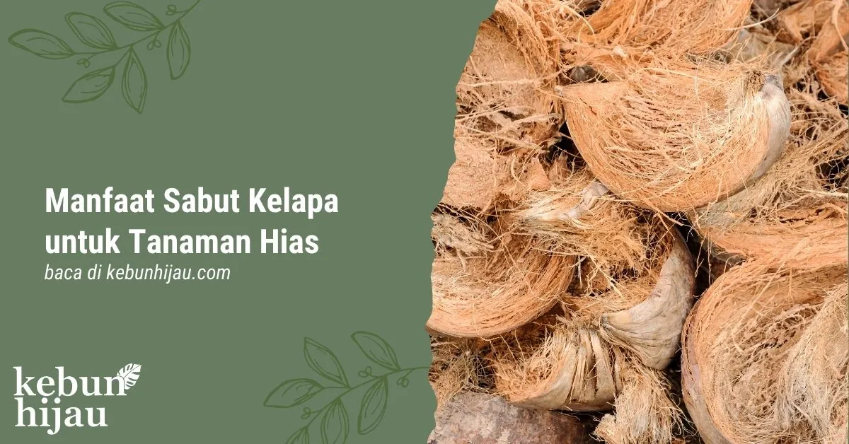 7 Manfaat Sabut Kelapa untuk Tanaman Hias Anda 1 You are currently viewing 7 Manfaat Sabut Kelapa untuk Tanaman Hias Anda