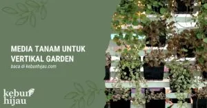 Read more about the article Jenis Media Tanam untuk Kebun Vertikal