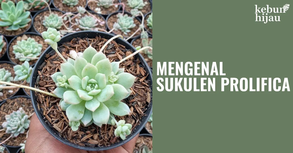 You are currently viewing Mengenal Sukulen Prolifica: Si Kecil yang Mudah Dirawat