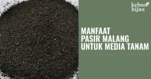 Read more about the article Manfaat Pasir Malang untuk Tanaman Hias