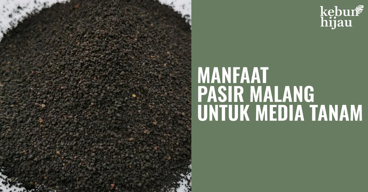 You are currently viewing Manfaat Pasir Malang untuk Tanaman Hias