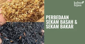 Read more about the article Perbedaan Sekam Basah dengan Sekam Bakar