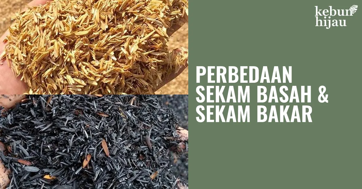 Perbedaan Sekam Basah dengan Sekam Bakar 1 You are currently viewing Perbedaan Sekam Basah dengan Sekam Bakar