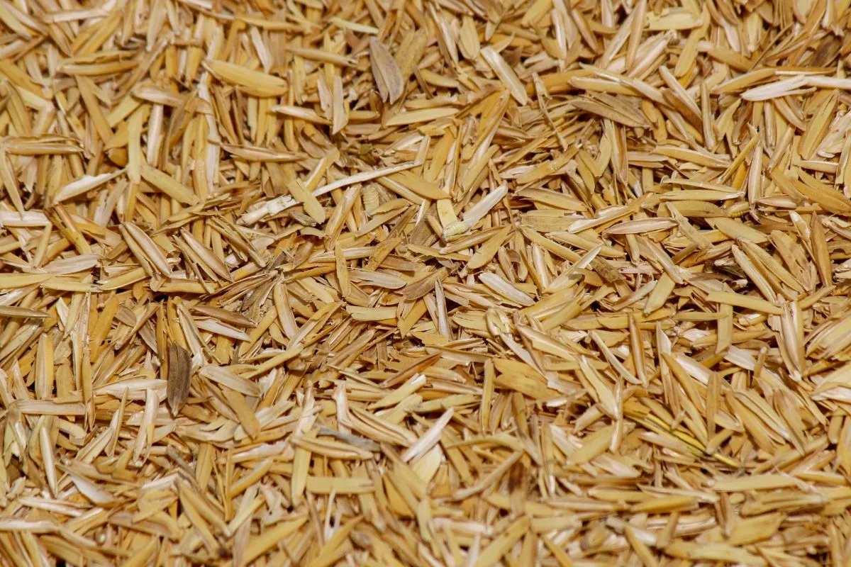 Manfaat Sekam Basah untuk Media Tanam