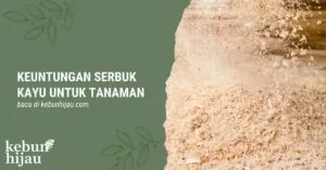 Read more about the article Keuntungan Menggunakan Serbuk Kayu untuk Tanaman