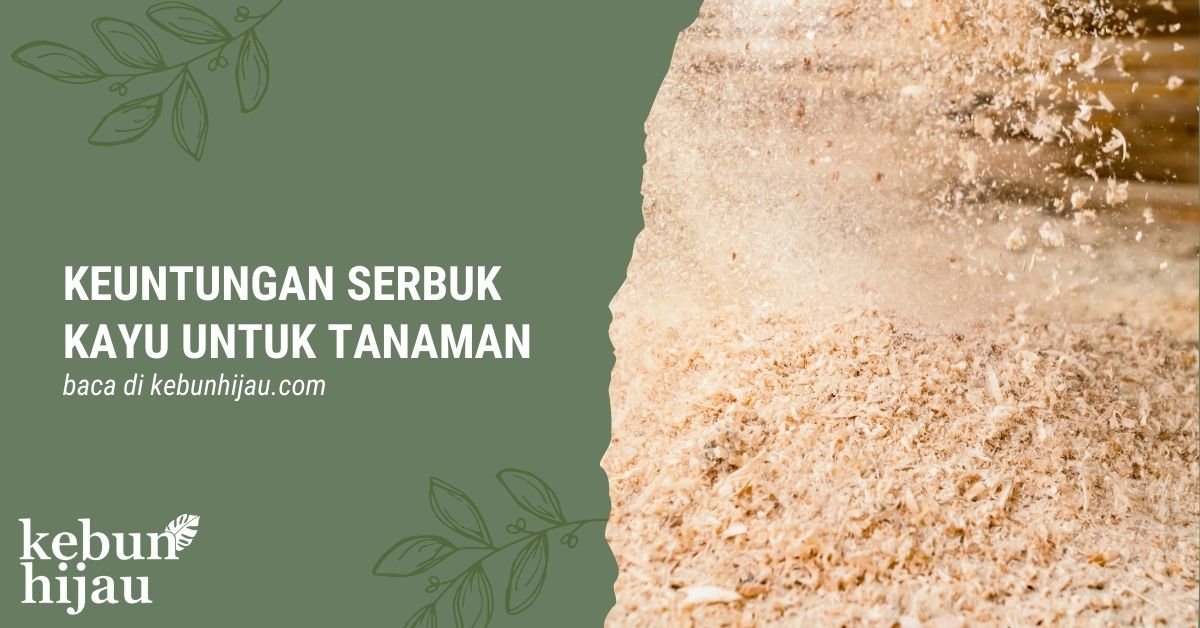 Keuntungan Menggunakan Serbuk Kayu untuk Tanaman 1 You are currently viewing Keuntungan Menggunakan Serbuk Kayu untuk Tanaman