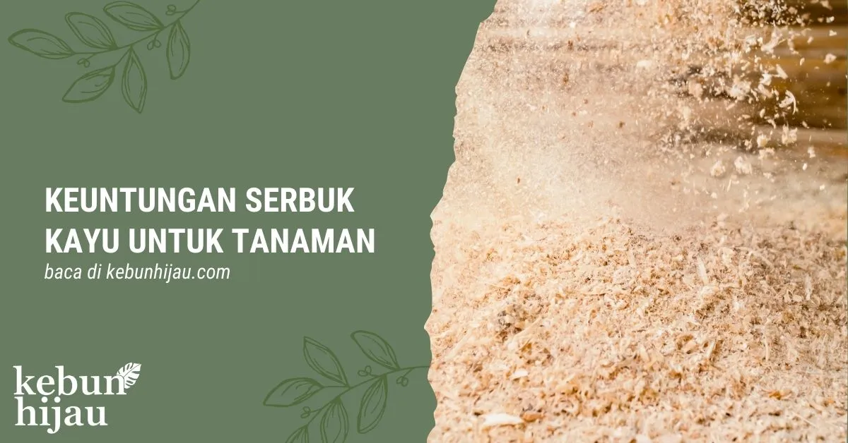 Keuntungan Menggunakan Serbuk Kayu untuk Tanaman 6 Serbuk Kayu untuk Tanaman