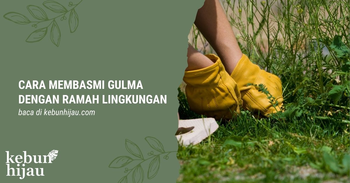 You are currently viewing Cara Membasmi Gulma dengan Cara Ramah Lingkungan