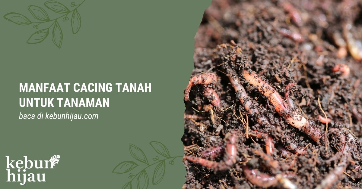 You are currently viewing Manfaat Cacing Tanah untuk Tanaman