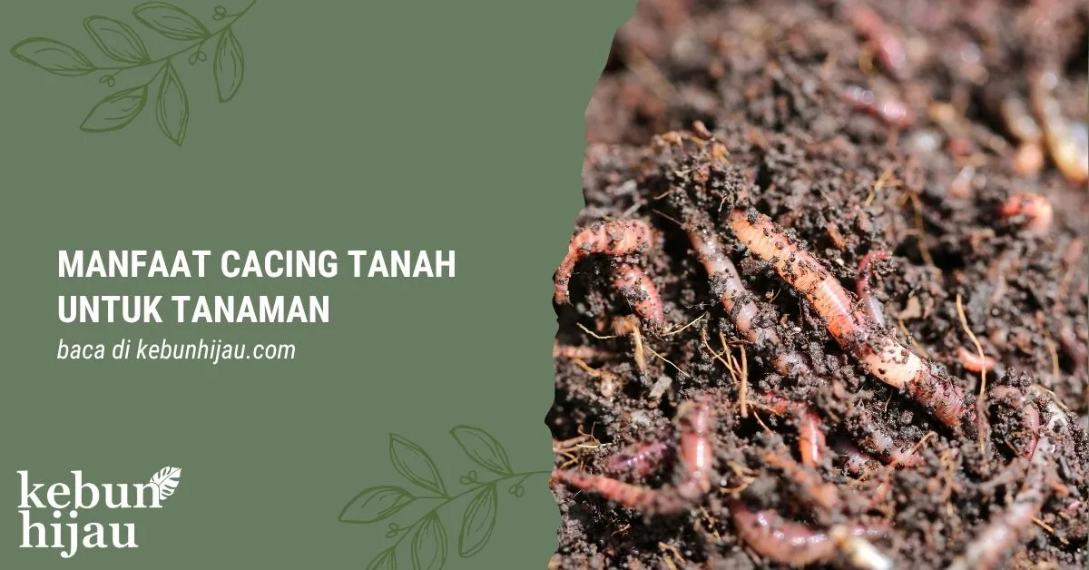 Manfaat Cacing Tanah untuk Tanaman 3 Manfaat Cacing Tanah untuk Tanaman
